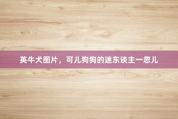 英牛犬图片，可儿狗狗的迷东谈主一忽儿